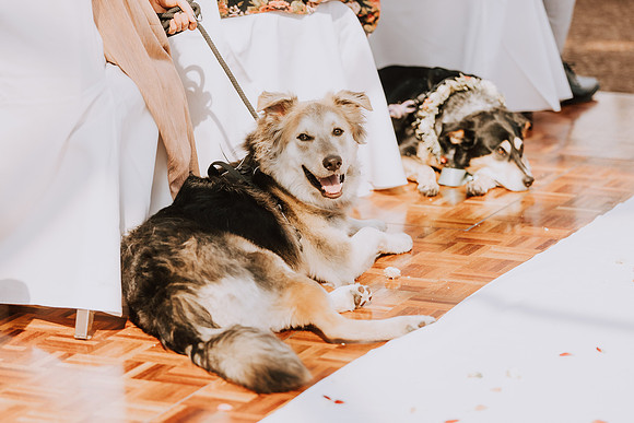 Rachel&Brodie_Wedding-127